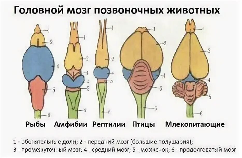 Какие почки у позвоночных животных. Строение головного мозга млекопитающих. головной мозг позвоночных животных. строение головного мозга позвоночных животных. головной мозг разных классов животных.