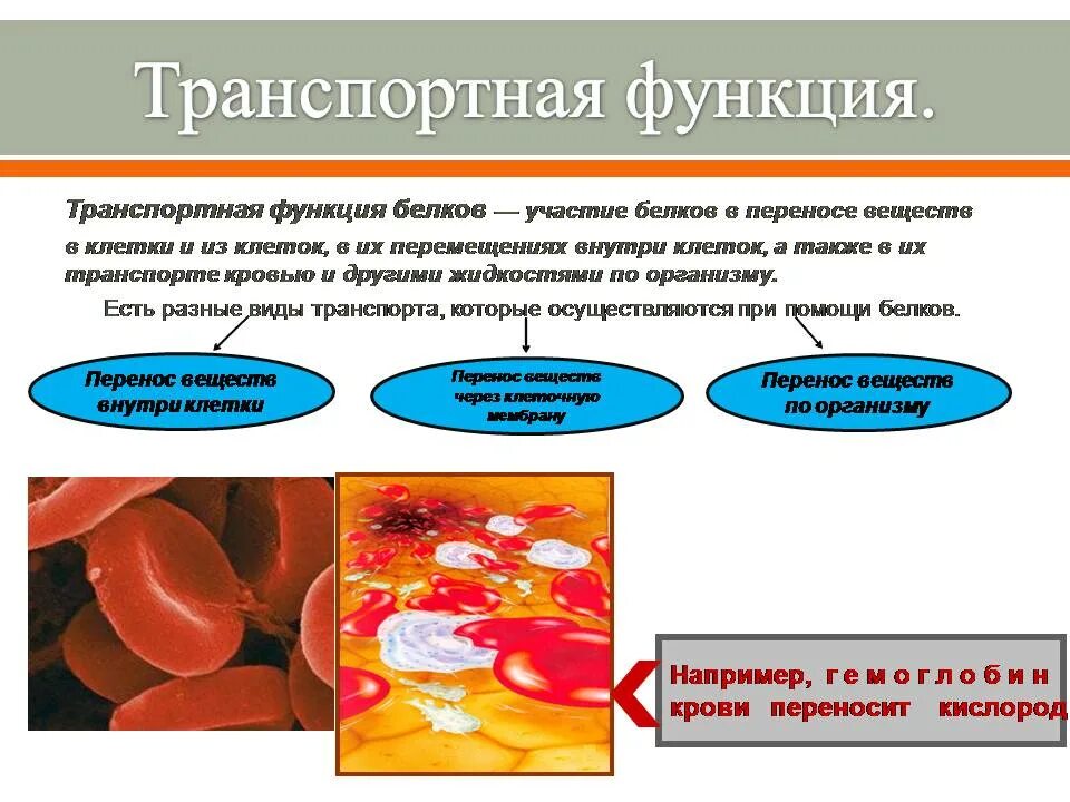 В чем проявляется транспортная функция. Транспортная функция белков. Белки выполняющие транспортную функцию. Транспортная функция клетки.