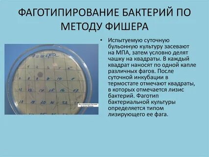 Фаготипирование