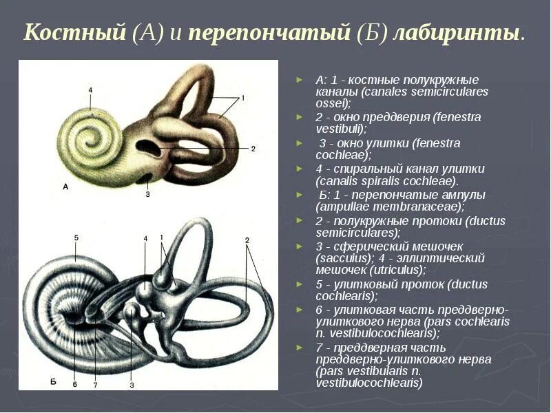 Несколько элементов лабиринта объектов установили вдоль стены. Полукружные каналы костного лабиринта. внутреннее ухо костный лабиринт перепончатый лабиринт. строение костного и перепончатого лабиринта внутреннего уха. перепончатый лабиринт улитки анатомия.