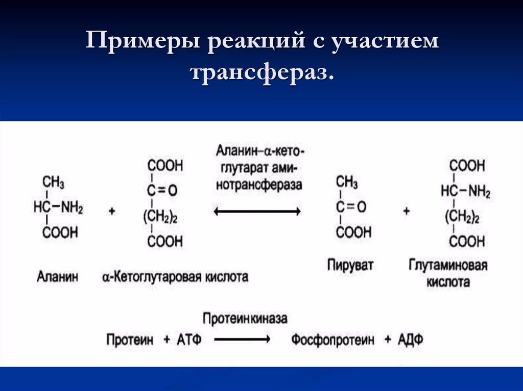Трансферазы катализируют реакции. Кофакторы ферментов класса трансфераз. Трансфераза катализирует реакцию. Трансфераза пример реакции. Ферменты регулируют реакции