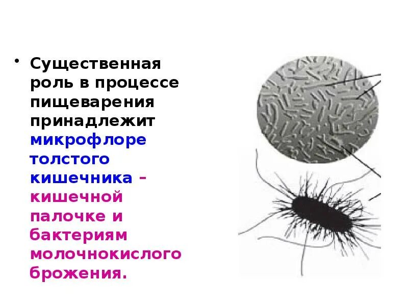 Роль бактерий толстого кишечника человека. Пищеварение в толстом кишечнике роль микрофлоры. Роль бактерий Толстого кишечника в процессе пищеварения. Бактерии толстой кишки функции. Роль бактерий Толстого кишечника.