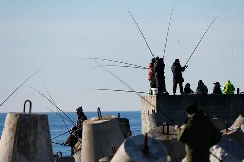 Салака в балтийске