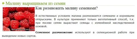 Размножение малины семенами