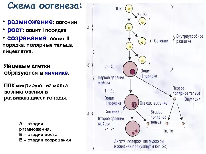 Стадия размножения оогенез. Процесс оогенеза схема. Созревание ооцита оогенез. Этапы оогенеза ЕГЭ. Каким номером на схеме обозначена полярная тельцы