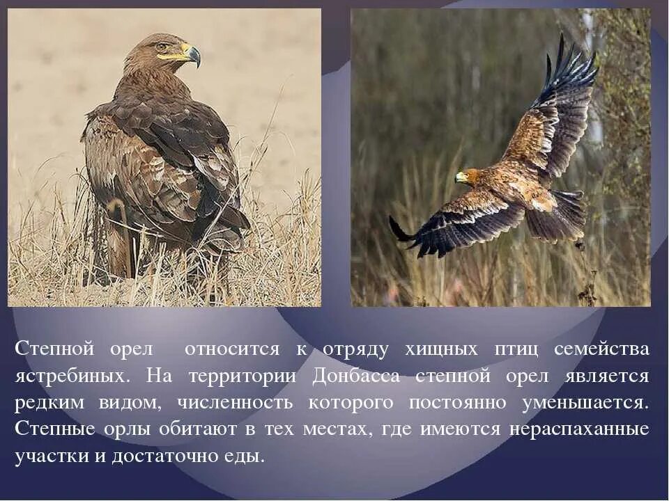 Степной орел сообщение 4. Степной орел 4 класс. степной орёл фото и описание. степной орел описание. сообщение о степном орле.