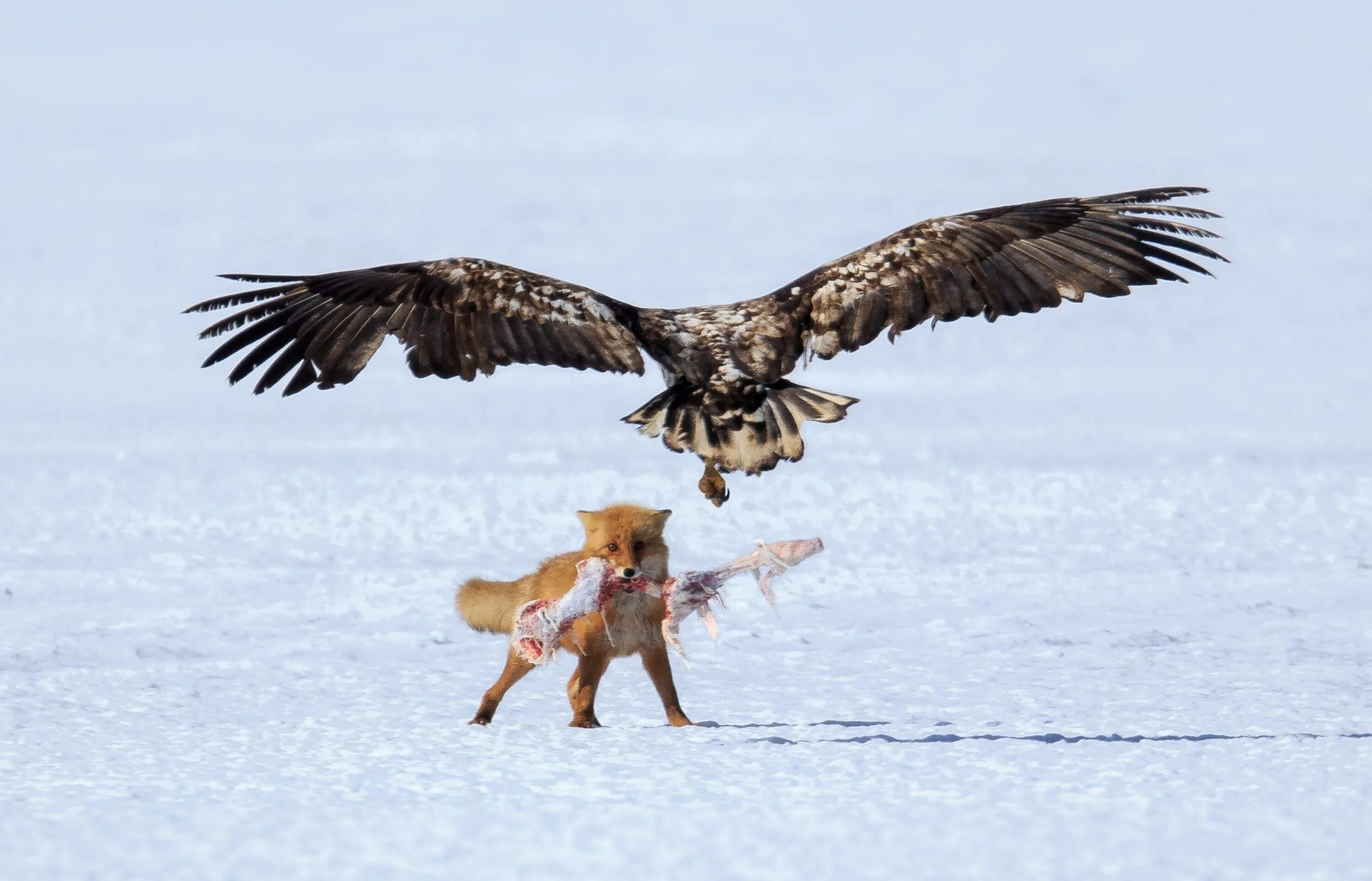 Орел с добычей. Орел охотится. Хищные птицы на охоте. Орел охотится на лису.