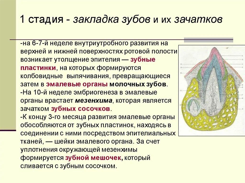 Период закладки зубных зачатков. Формирование зачатка зуба. Этапы формирования зуба. Развитие зубов у человека