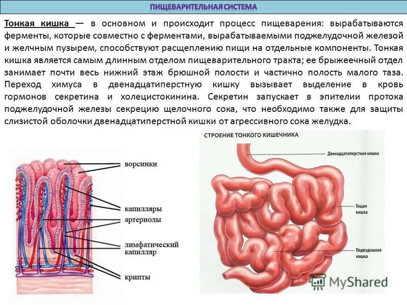 Пищеварительная система человека схема. Путь еды в организме человека. Пищеварительная система и процесс пищеварения. Схема прохождения пищи в организме человека. Пищеварение и выделение.