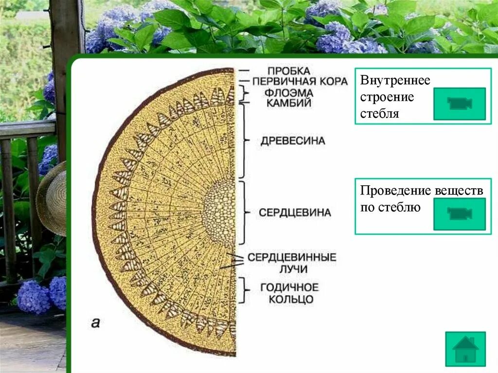 Сердцевина многолетнего стебля у растений выполняет функцию. Внутренеес троение стебля. Внутреннее строение стебля. Строение стебля 6 класс биология. Внешнее и внутреннее строение стебля.