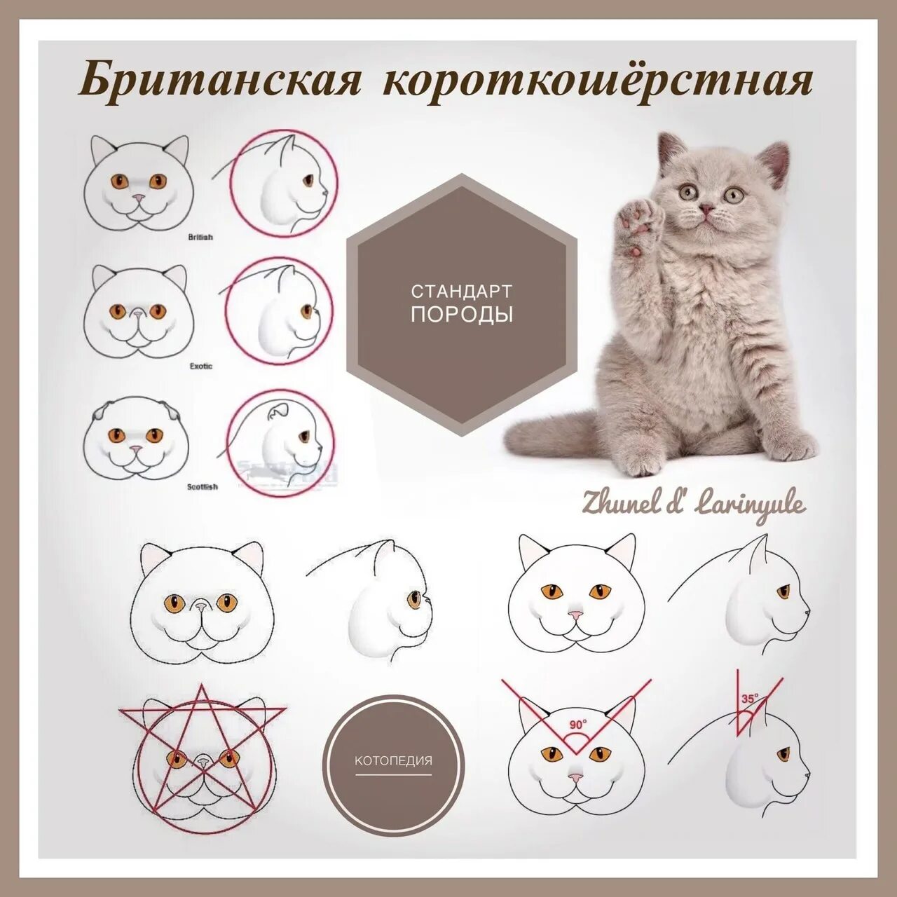 Шотландская кошка стандарты породы. Шотландская кошка стандарты породы. Шотландская вислоухая кошка стандарт породы. Шотландская кошка стандарты породы. Шотландские кошки книги.
