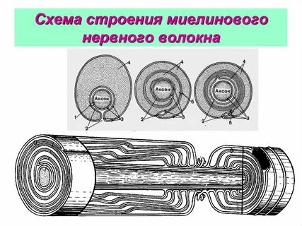 Миелиновое нервное