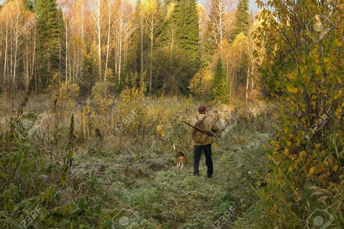 Лесник в лесу. Идет охотник по лесу. Заблудился в лесу. Охотник в лесу. Идет охотник по лесу.
