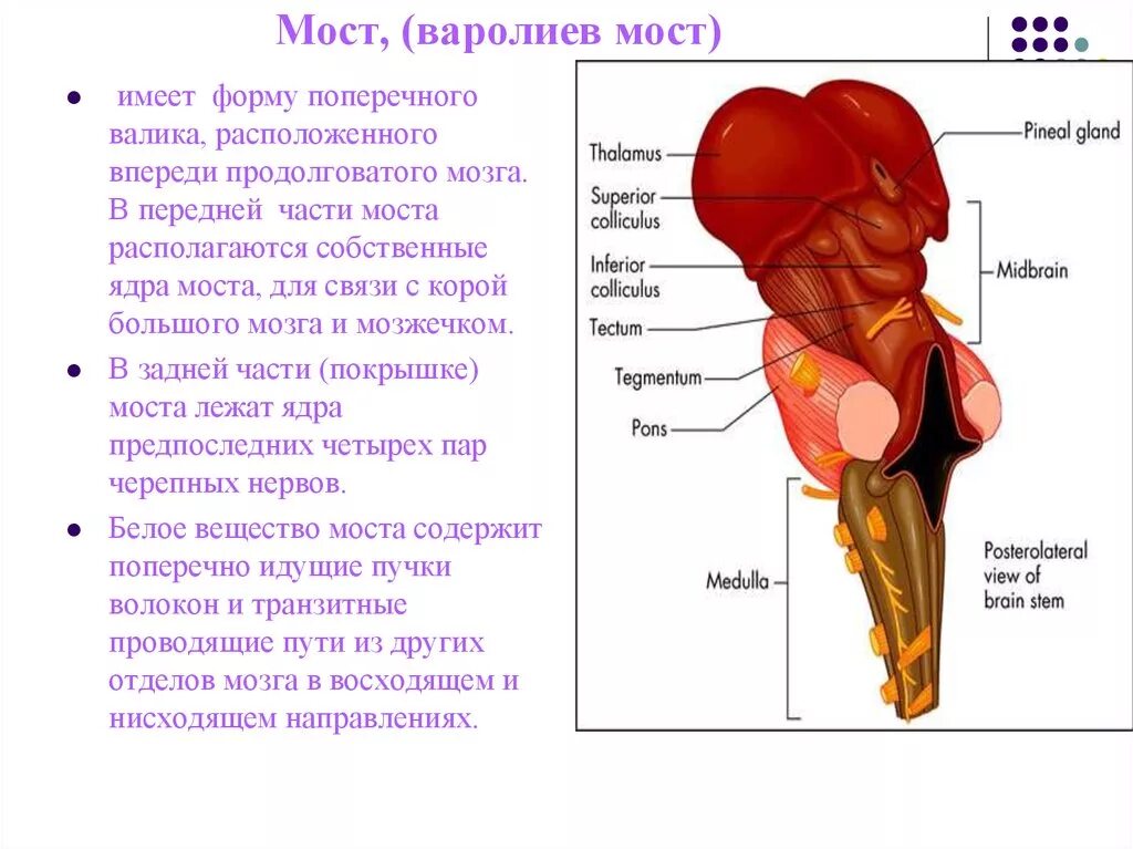 Мост мозга расположение. Варолиев мост анатомия. Варолиев мост анатомия функции. Варолиев мост собственные ядра. Варолиев мост строение.