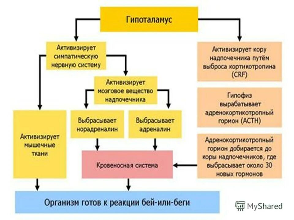 Реакция замри во время стресса. Реакция на стресс замри