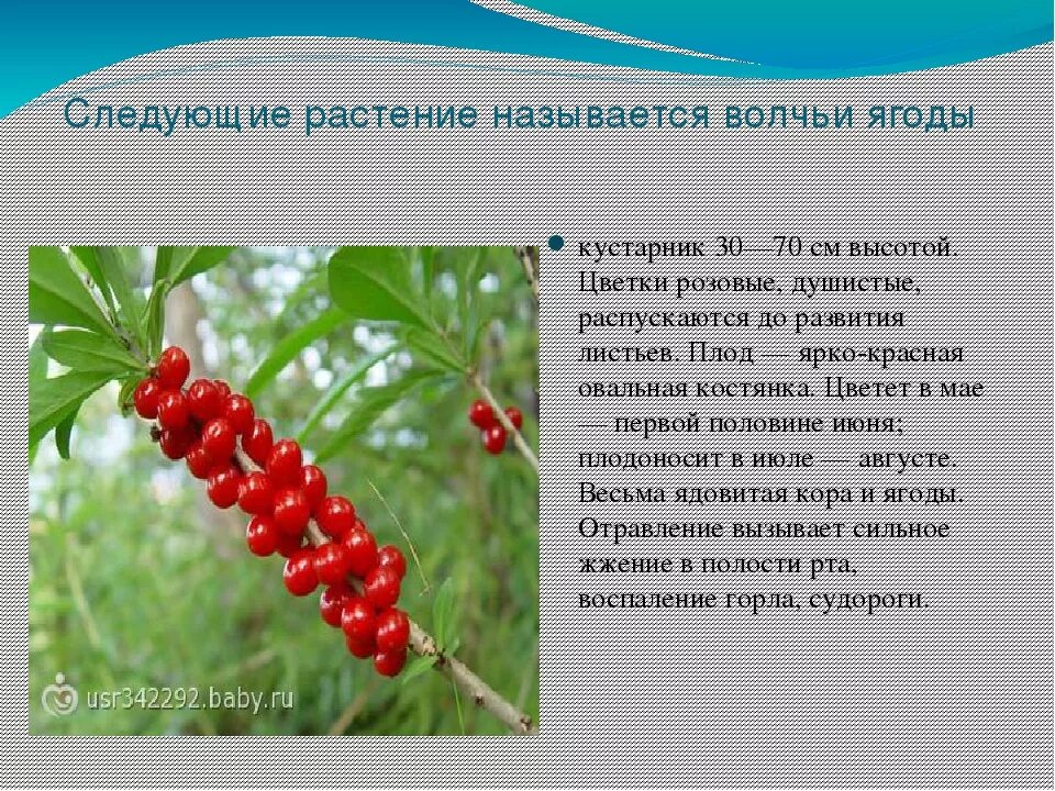 Волчье лыко ядовитое растение. Волчья ягода кустарник ядовитая. Волчья ягода в сибири. Сообщение про волчье лыко для детей. Волчья ягода описание.