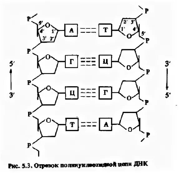 Достроить вторую цепочку молекулы днк аттцгацггцтатаг. Схематическое строение молекулы днк. строение днк 5 и 3 концы. молекулярная структура днк схема с подписями. модель днк с азотистыми основаниями.