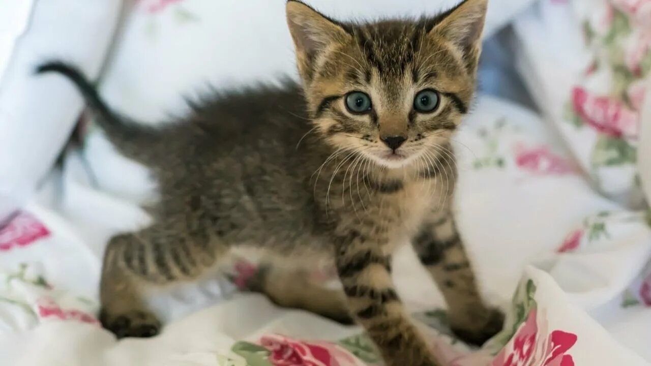 Кошка которая всегда как котенок