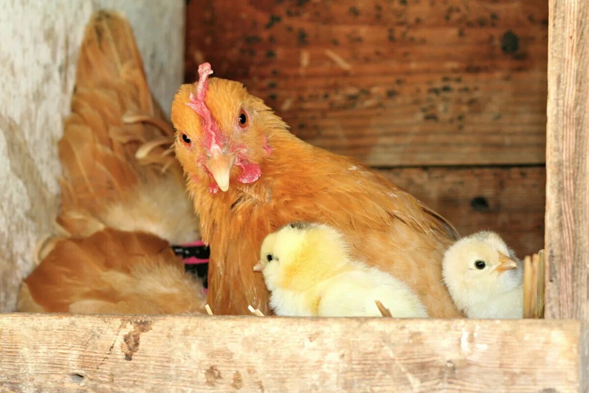Как подсадить молодых кур. Курица Брама Квочка. Курятник для цыплят. Куры и цыплята. Курица с цыплятами.