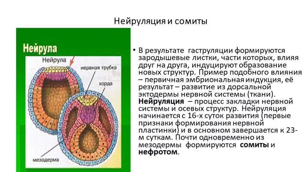 Какой зародышевый листок формируется на стадии. Сомиты эмбриогенез. Нейрула сомиты. Органогенез нейрула. Нейрула листки.