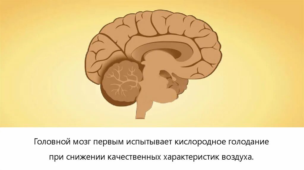 Мозг рисунок. Мозг испытывает кислородное голодание. Кислород поступает в мозг.