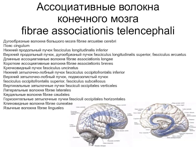 Ассоциативные волокна конечного мозга. Дугообразные волокна большого мозга. Пучки конечного мозга. Ассоциативные пути конечного мозга. Нервная система латынь