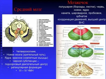 Размеры мозжечка