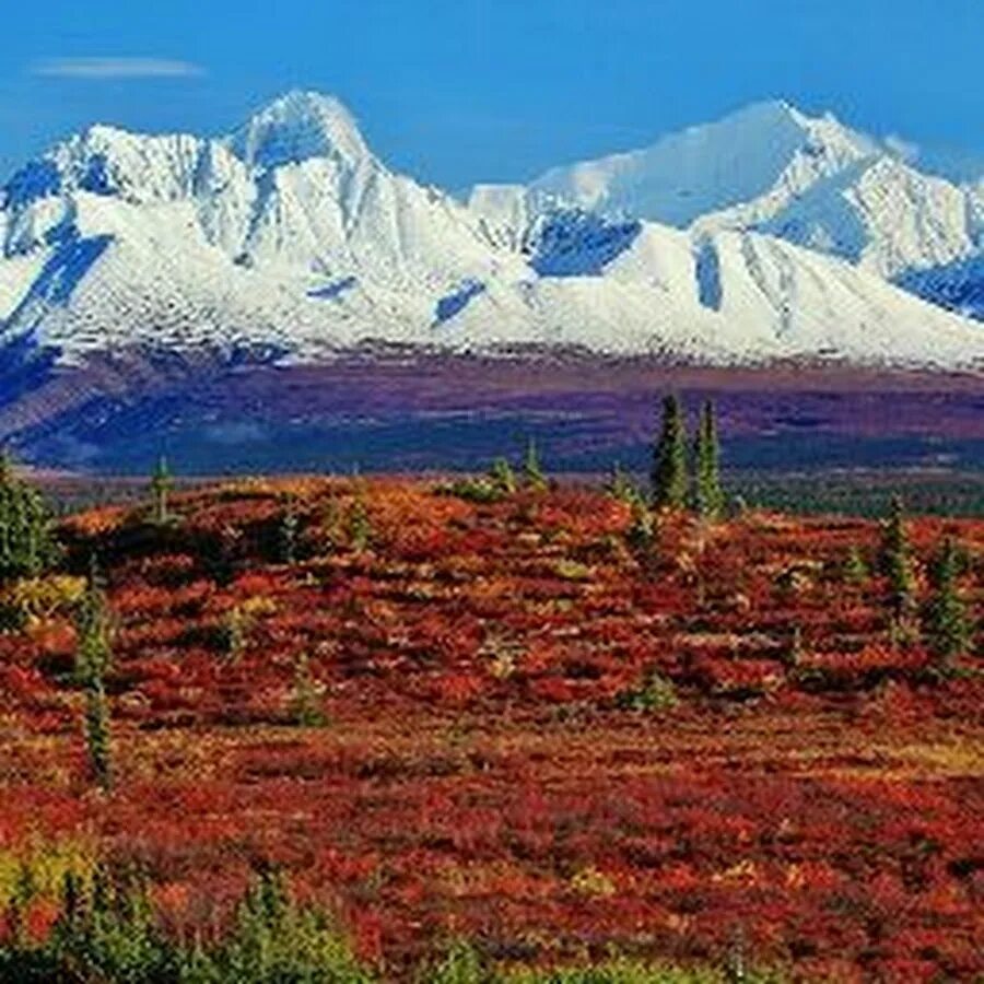 Американская тундра. Арктическая тундра Аляска. Тундра Северной Америки. Дундрас Северной Америки. Аляска тундра штат.