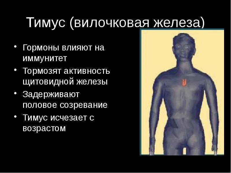 Вилочковая гормоны и функции. Вилочковая железа человека. тимус вилочковая железа гормоны. вилочковая железа влияние на организм.