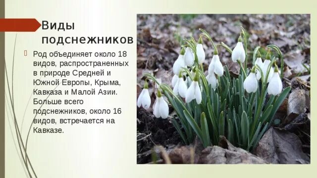 День подснежника. Подснежник 19 апреля. Мероприятия к Дню подснежника. 19 Апреля день подснежника в детском саду. 19 апреля календарь