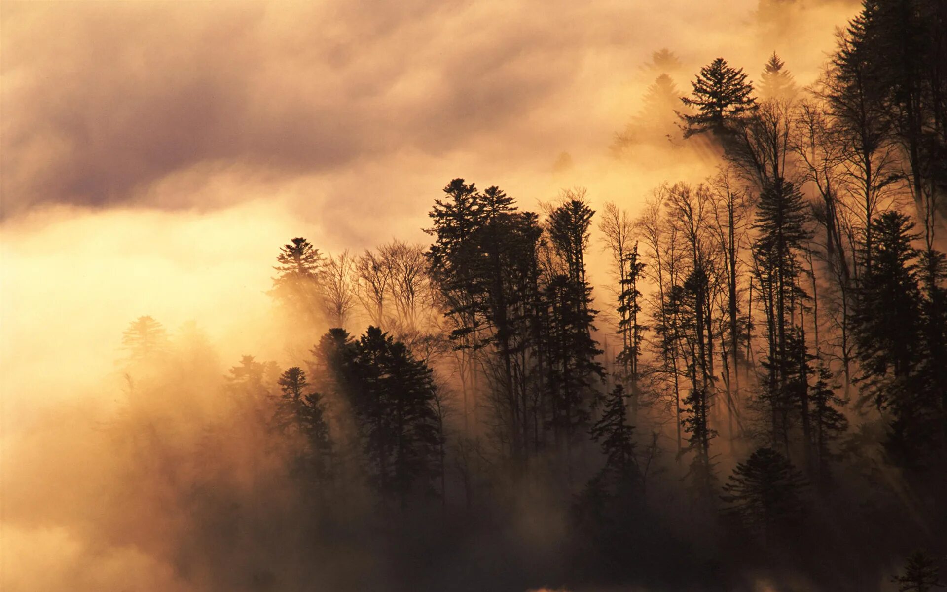 Лес в тумане. Атмосферные пейзажи. Лес в коричневых тонах. Туманный пейзаж. Сквозь лес и дым геншин