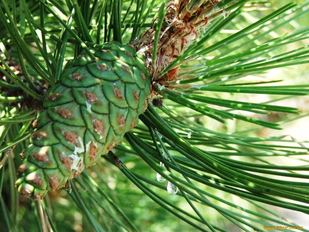 Зеленый кедр. 6. Шишки зеленые кедровые на дереве. Зеленый кедр. Сосна калабрийская шишки.