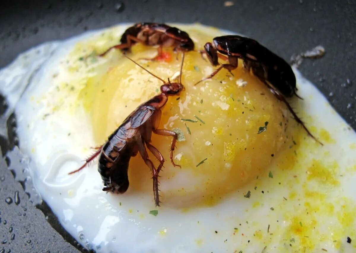 Блюда из насекомых. Как девочка проглотила жука. Как девочка проглотила жука. Нашествие тараканов прусаков. Как девочка проглотила жука.