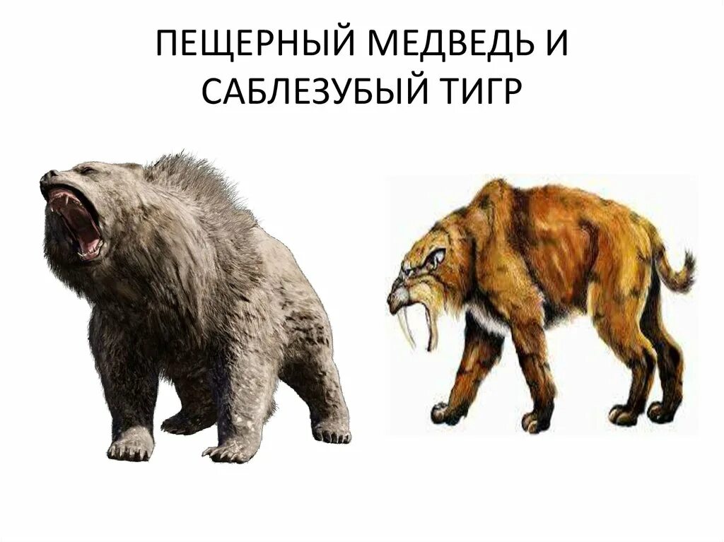 короткомордый пещерный медведь. гигантский короткомордый медведь. короткомордый пещерный медведь. саблезубый медведь. доисторические хищники короткомордый медведь.