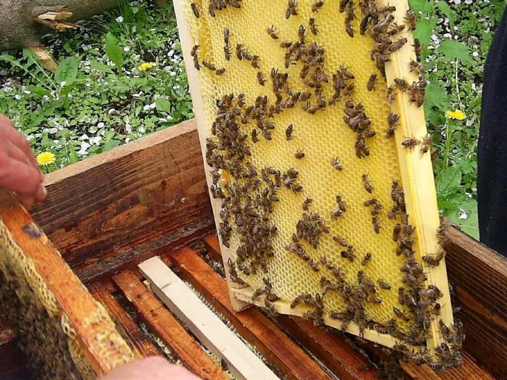 В улье 30 кг меда две пятых. Пчелы в улье. улей с медом. соты в улье. мед в улье.