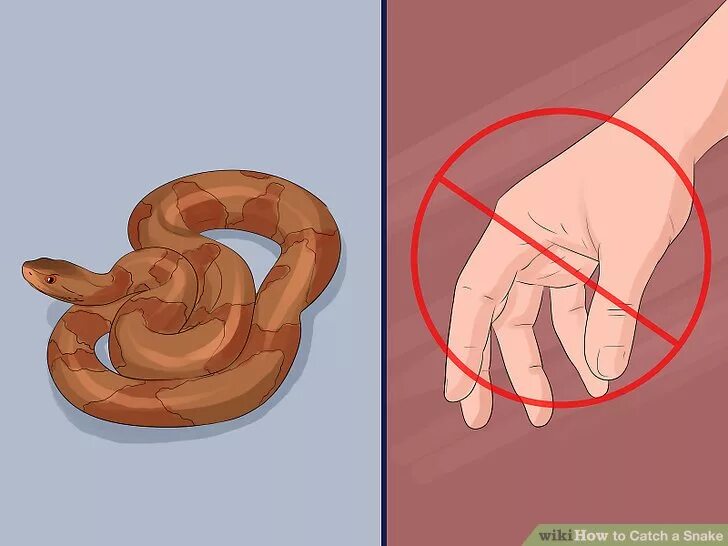 Правила позволяющие избежать укуса ядовитой змеи. Как избежать укуса змеи. Укус неядовитой змеи рисунок.