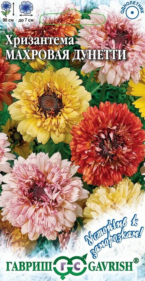 Хризантема махровая корейский букет. Хризантема увенчанная голден махровая смесь. Хризантема махровая смесь 0,5г (нк). Семена хризантемы махровой. Семена хризантемы махровой.