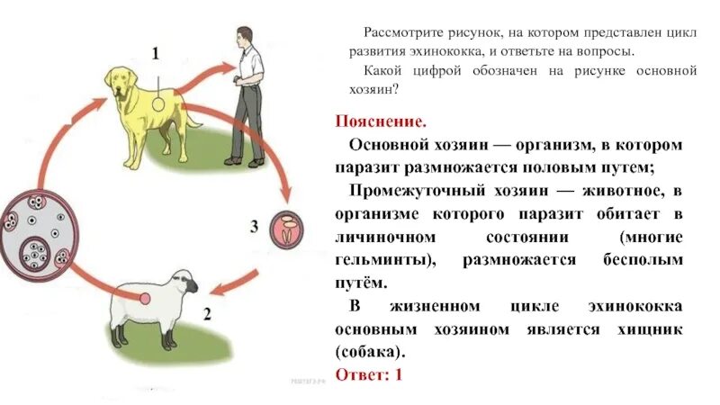 Промежуточный и основной хозяин человек. Цикл развития эхинококка. Цикл развития эхинококка промежуточный хозяин. Цикл размножения эхинококка. Жизненный цикл развития эхинококка.