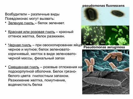 Разной возбудитель