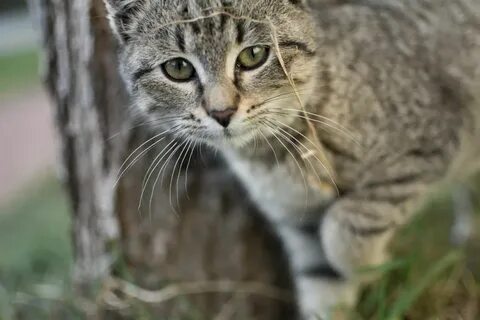 Кошка применяют для