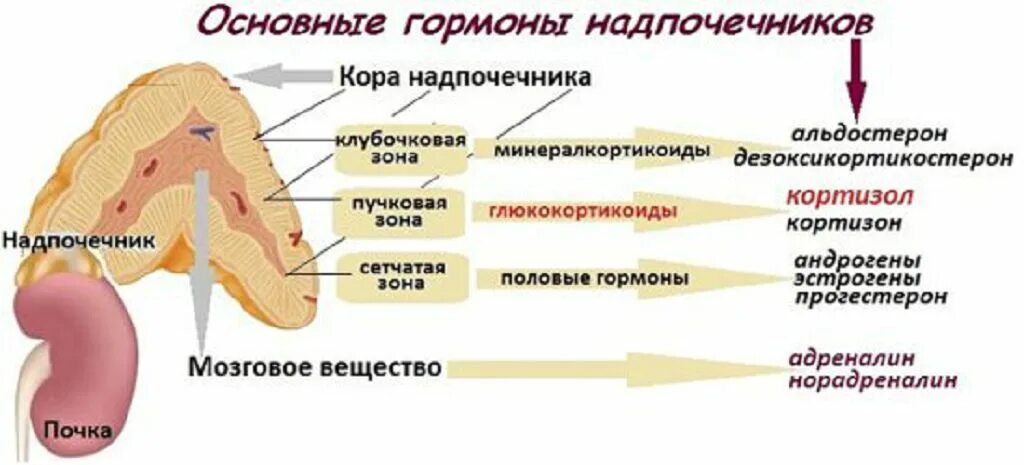 Надпочечники гормон роста. Гормоны коркового слоя надпочечников. Зоны коркового слоя надпочечников. Мозговой слой коры надпочечников.