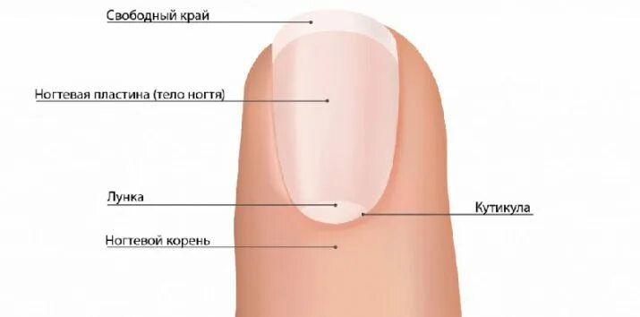 Корни ногтей находятся. Проксимальный Матрикс ногтя. Строение ногтя. Ногтевая пластина. Торец ногтевой пластины.