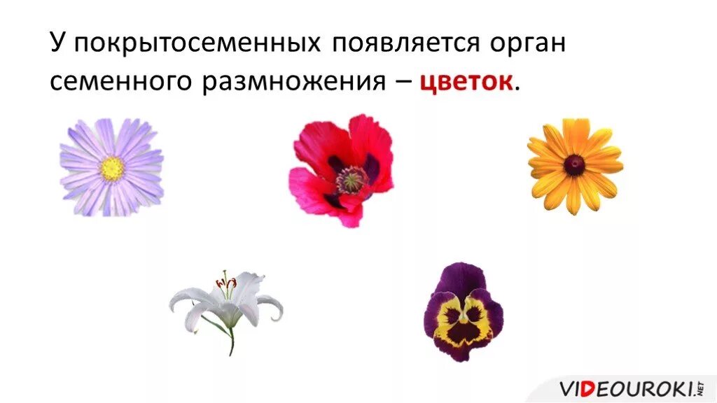 Цветок орган семенного размножения впр. Цветок орган семенного размножения покрытосеменных;. появился орган размножения- цветок. появление цветка у покрытосеменных. покрытосеменные имеют орган семенного размножения — цветок,.