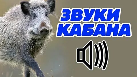 Звуки кабанов