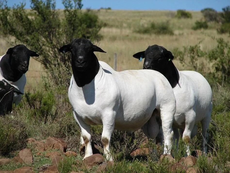 Порода баранов дорпер. Порода баранов дорпер. Ягненок породы дорпер. Черноголовый дорпер. Овцы дорпер.