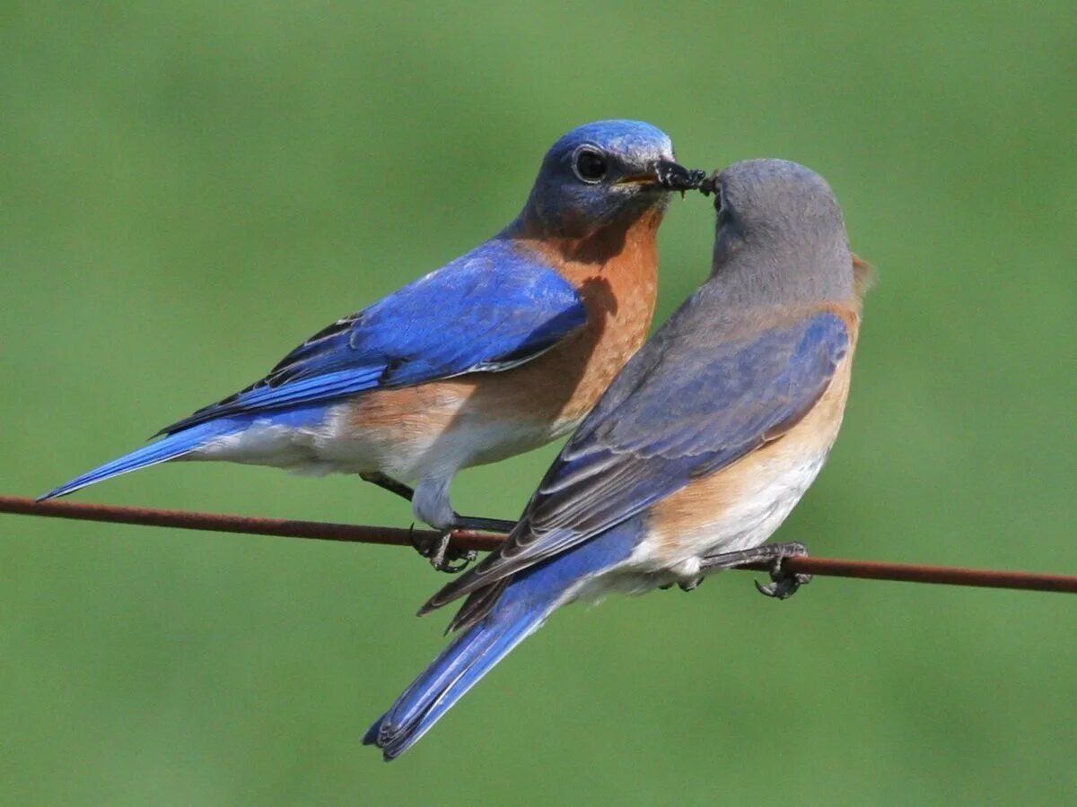 Две синие птицы. Голубая сиалия голубой Зяблик. Голубая сиалия птица. Восточная сиалия птица. Восточная сиалия (Sialia sialis).