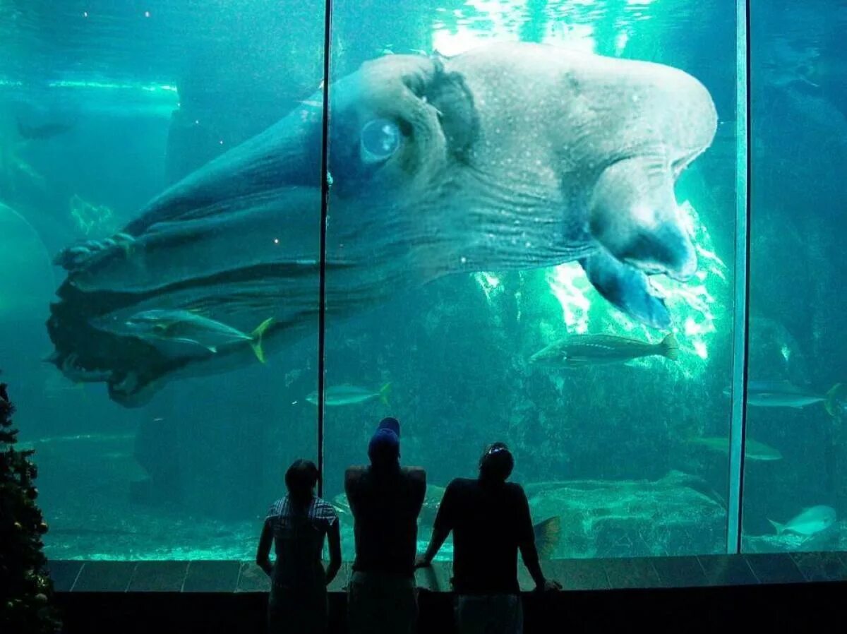 Нинген японский криптид. Атлантида находки. Монстры которые существуют на планете. Гигантский кальмар кракен. Гигантский кальмар выброшенный на берег.