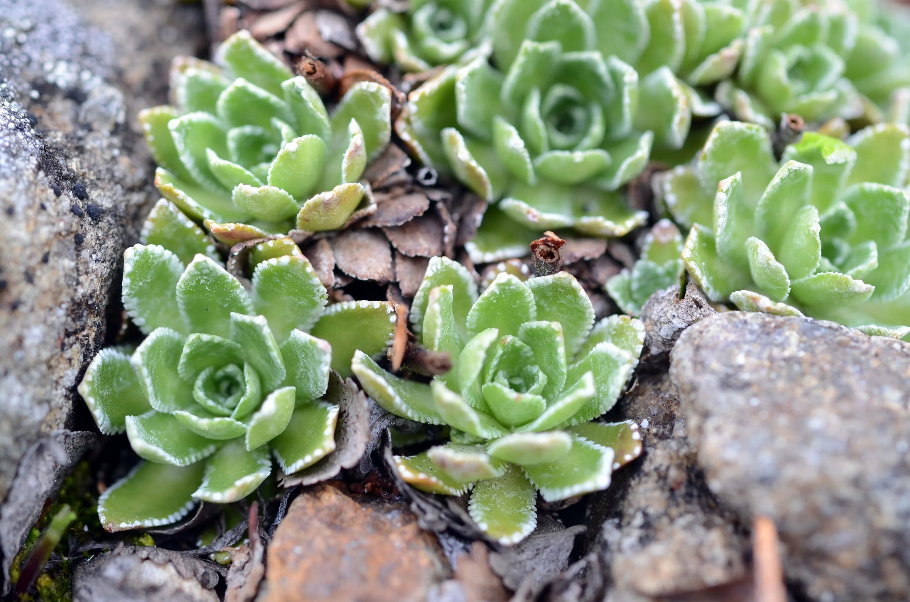 Камнеломка сорта и виды. Камнеломка саксифрага. камнеломка метельчатая saxifraga paniculata. камнеломка колхидская. камнеломка дернистая.