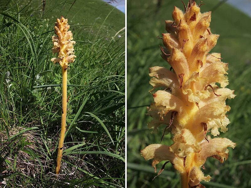 Заразиха люцерновая. Заразиха (Orobanche. Заразиха паразитизм. Сорняк заразиха подсолнечная. Распределите предложенные растения по группам полупаразиты паразиты