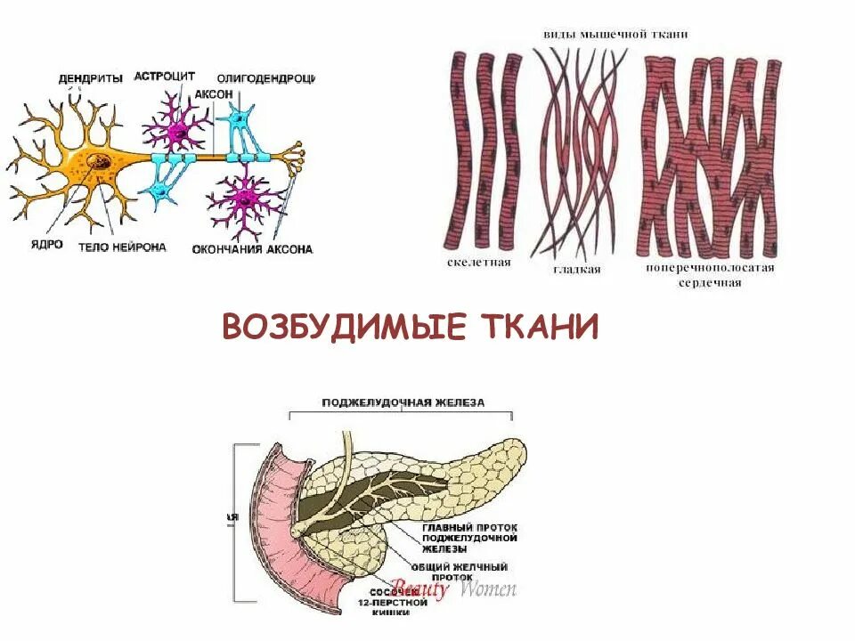 Возбудимые ткани физиология. Основные физиологические свойства возбудимых тканей. Функции возбудимых тканей физиология. Признаки возбуждения тканей. Параметры возбуждения ткани.